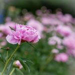 10000部无码免费视频拍拍拍 485bra