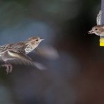 51吃瓜黑料不打详,51黑料不打烊早知道 zwwdatd