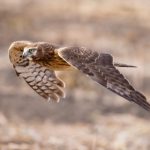 坚如磐石未剪辑完整版观看指南与资源推荐 1xu4br4