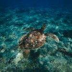 如何快速下载51吃瓜浏览器,畅享无广告上网体验 ilqzyia