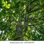 坚如磐石未删减版:探索坚韧与勇气的真实故事 ipuzcy