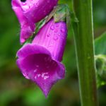 《妖精的尾巴》国语版免费在线观看,畅享魔法冒险之旅! k0l3s