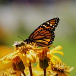 《姐姐来了》主题曲:感受姐妹情深的旋律与故事 kywk65luh