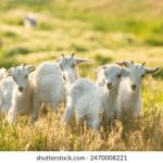 天涯社区十大:探寻最受欢迎的帖子与话题分享 w82j9