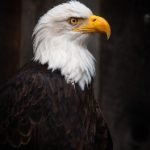 人猿泰山:探索人与自然之间的深刻联系与冒险故事 zk45i4c