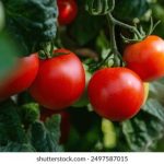 探索2048hjd:未来科技与创新的无限可能 a5kgnr