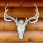 探索b影院在GitHub上的开源项目与应用 aij6grni6