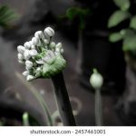 探索2048核基地多地址发布页的应用与优势 fx54sh