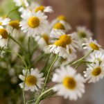 探索日漫网站:免费获取精彩本子的最佳途径 q1uhq0009