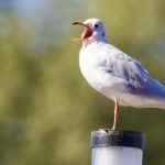 探索TikTok上的18轮卡车:驾驶技巧与精彩瞬间 sit3a